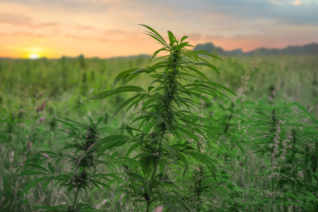 Hemp For Sale