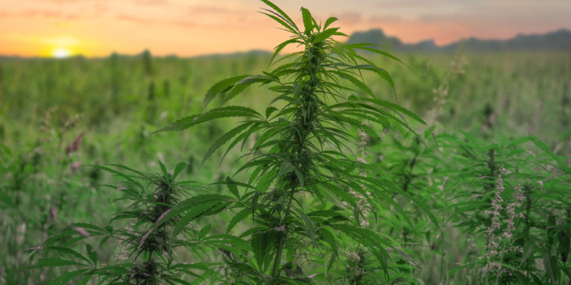 Hemp For Sale